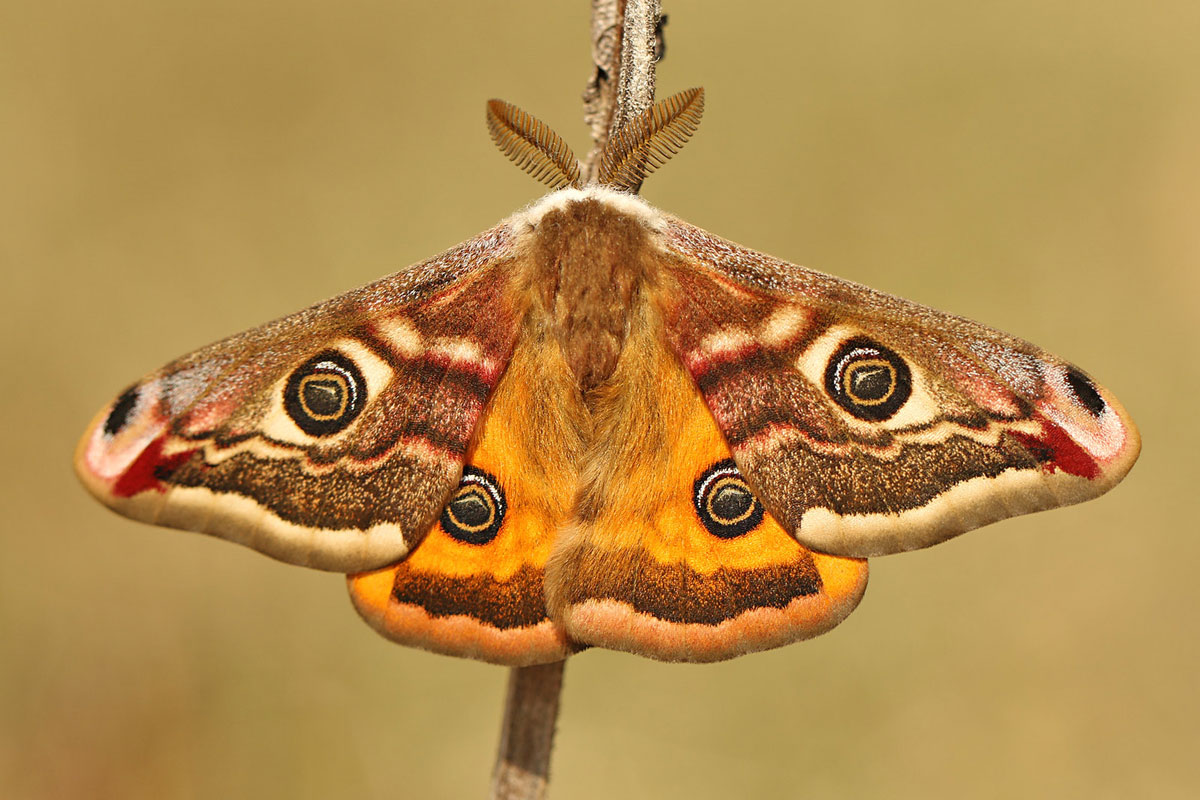 Kleines Nachtpfauenauge (Saturnia pavonia), (c) Peter Weiser/NABU-naturgucker.de