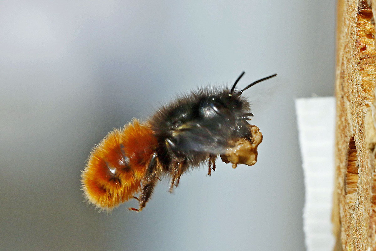 Gehörnte Mauerbiene (Osmia cornuta), (c) Armin Teichmann