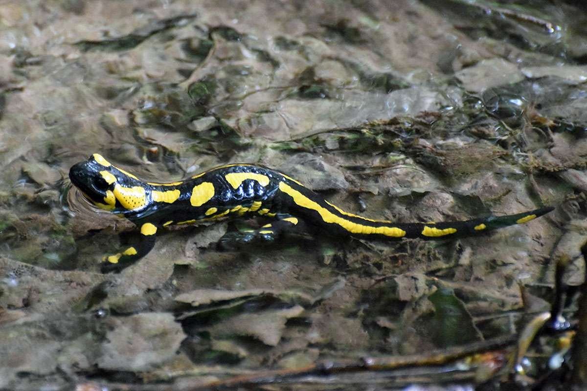 Feuersalamander (Salamandra salamandra), (c) Ina Siebert/NABU-naturgucker.de