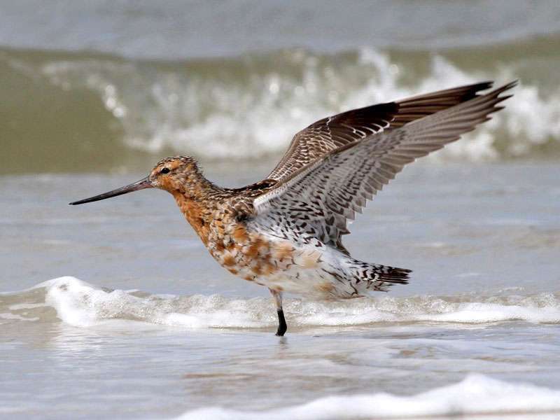 Pfuhlschnepfe (Limosa lapponica), (c) Jürgen Podgorski/NABU-naturgucker.de