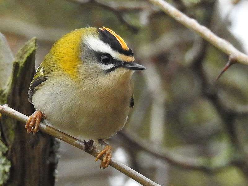 Sommergoldhähnchen (Regulus ignicapilla), (c) Thorsten u.Wolfgang Klumb/NABU-naturgucker.de