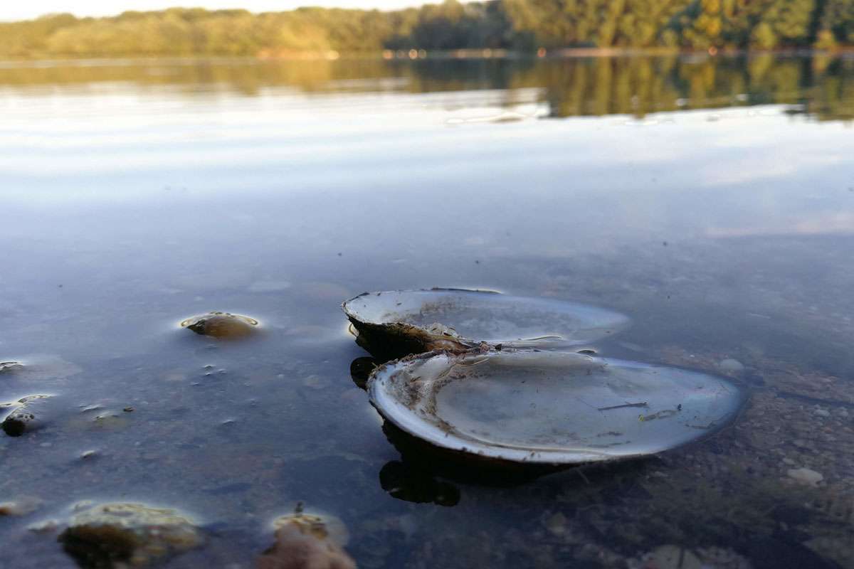 Schale einer Großen Flussmuschel (Unio tumidus), (c) Frank Philip Gröhl/NABU-naturgucker.de