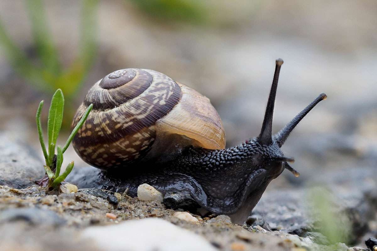 Gefleckte Schnirkelschnecke (Arianta arbustorum), (c) Istvan und Sabine Palfi/NABU-naturgucker.de