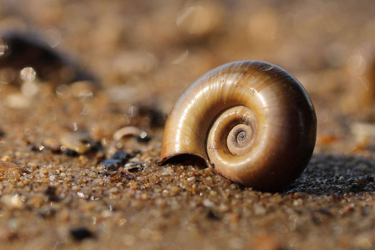 Gehäuse einer Posthornschnecke (Planorbarius corneus), (c) Johannes Tauber/NABU-naturgucker.de