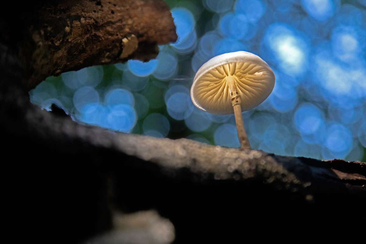 Der Buchen-Schleimrübling (Oudemansiella mucida) ist ein Pilz der Buchenwälder, (c) Susanne Großnick/NABU-naturgucker.de
