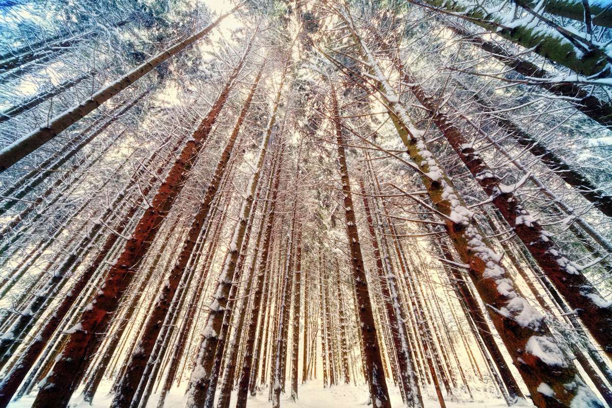 Forst bestehend aus Gewöhnlichen Fichten (Picea abies) im Winter, (c) jplenio/Pixabay