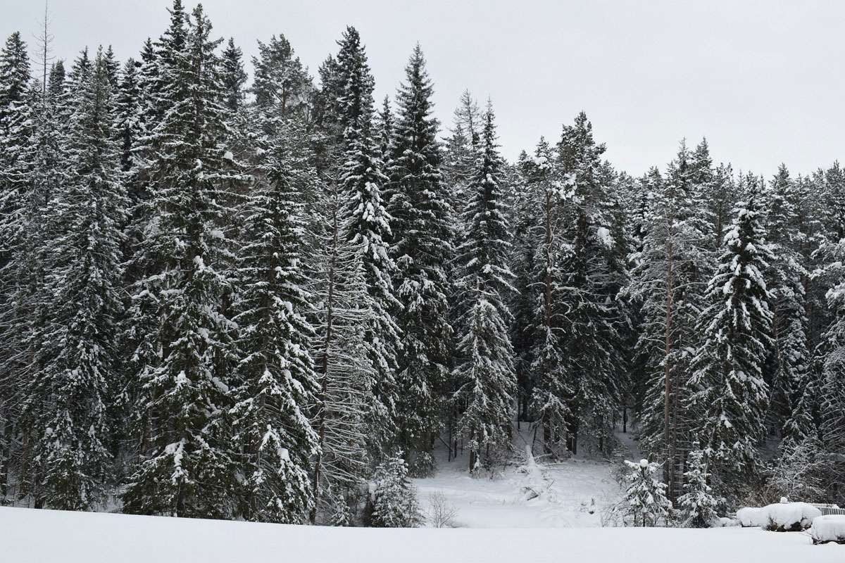 Winter in der Taiga, wie der boreale Nadelwald auch genannt wird, (c) Bansshiva/Pixabay