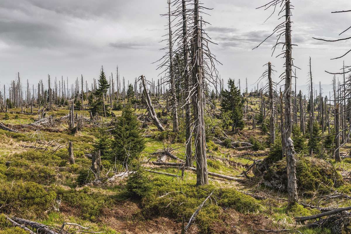 Im Bayerischen Wald haben Borkenkäfer viele Bäume absterben lassen, (c) Felix Mittermeier/Pixabay