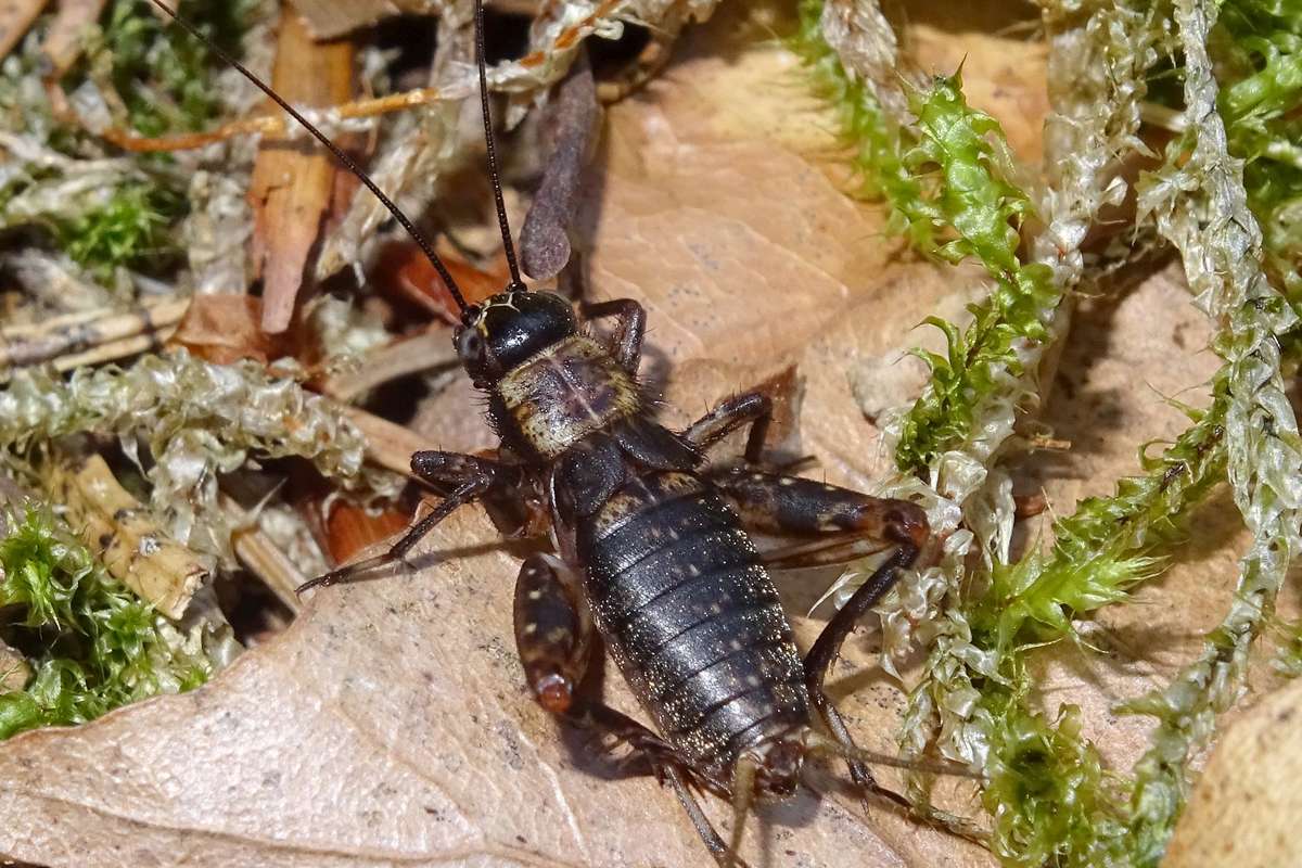 Bewohnt gern gut besonnte Waldränder: die Waldgrille (Nemobius sylvestris), (c) Hans Prün/NABU-naturgucker.de