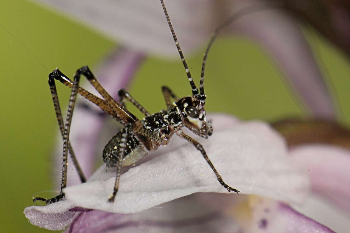 Nymphe der Gemeinen Sichelschrecke (Phaneroptera falcata), (c) Ulrich Sach/NABU-naturgucker.de