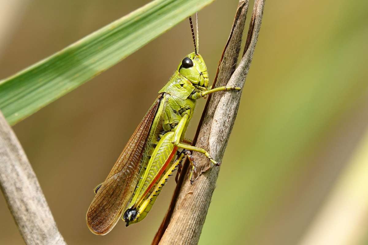 Sumpfschrecke (Stethophyma grossum), (c) Jens Winter/NABU-naturgucker.de