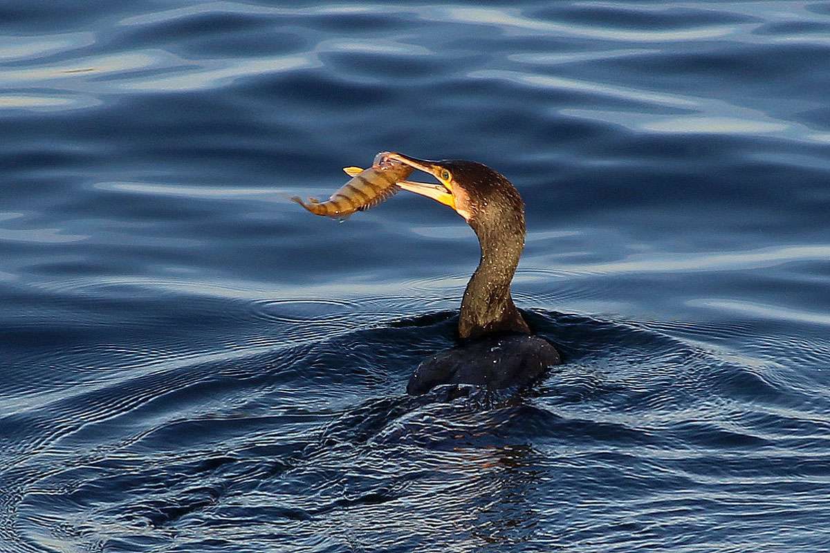 Kormoran (Cinclus cinclus) fängt Flussbarsch (Perca fluviatilis), (c) Ursula Spolders/NABU-naturgucker.de