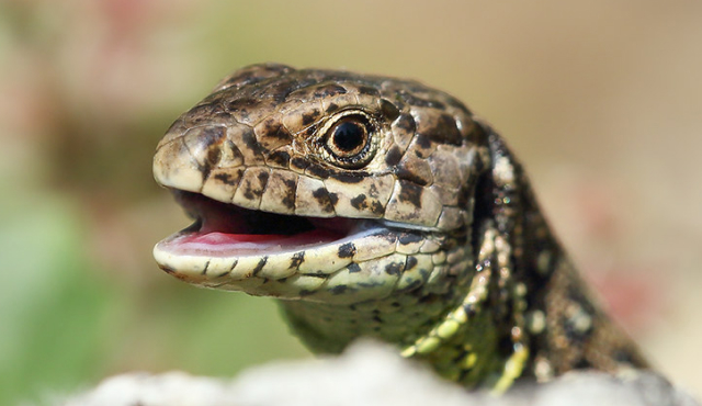 Eine Schlange frisst einen Frosch