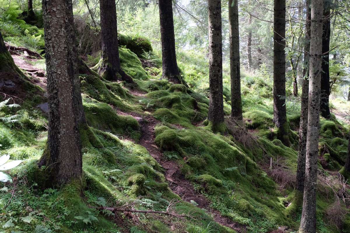 Trampelpfad in einem Wald, (c) Lukas Kuwaczka