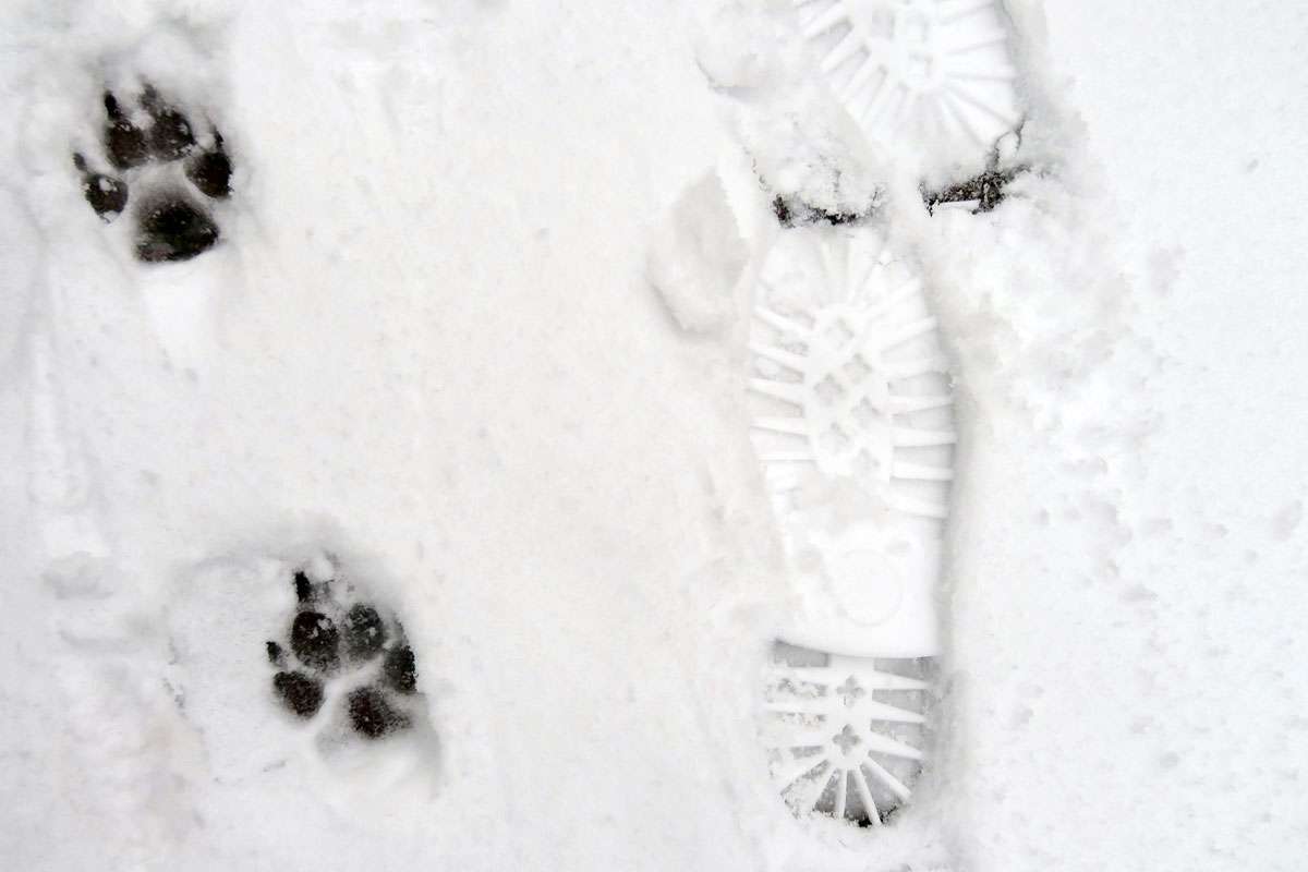 Spuren im Schnee, (c) Sonja Klein/NABU-naturgucker.de