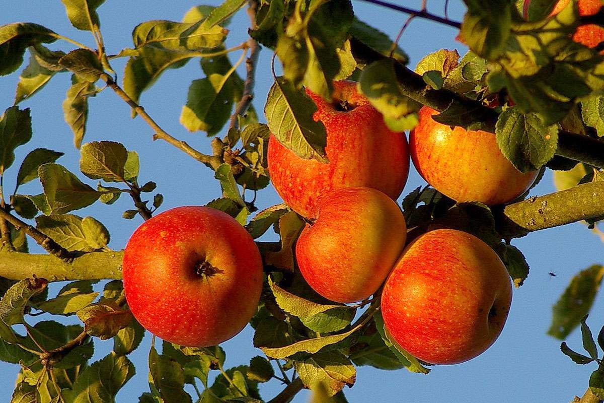 Kultur-Äpfel werden in unterschiedlichen Sorten angebaut, (c) Hubertus Schwarzentraub/NABU-naturgucker.de