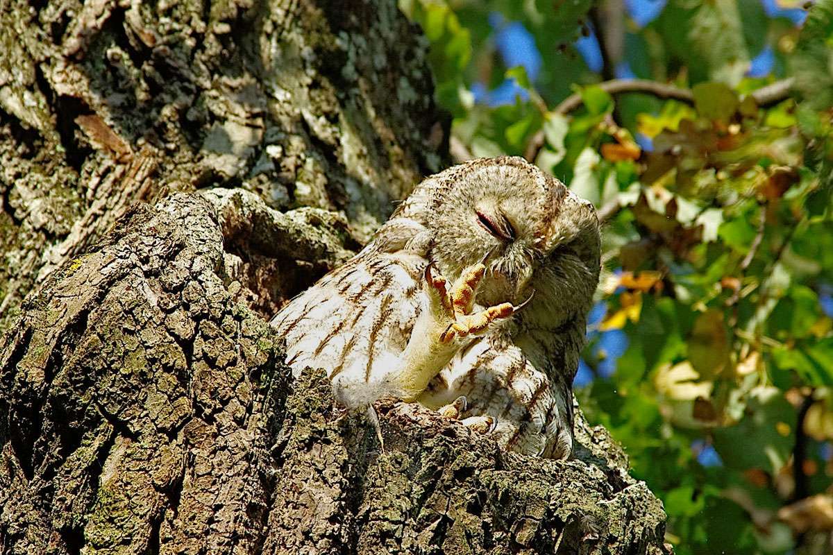 Waldkauz (Strix aluco) in München, (c) Gudrun Bühler-Plegge/NABU-naturgucker.de